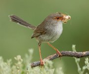 268 - JENNY WREN WITH MOTH 19 - HORSNELL JENNI - australia <div